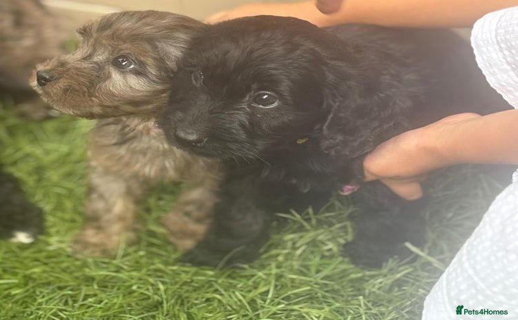 Cockapoo dogs - Advert 2