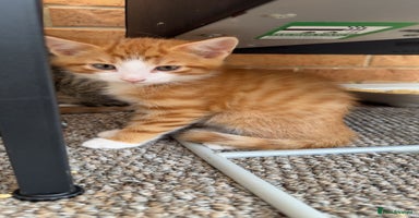 Mixed Breed cats - Advert 13