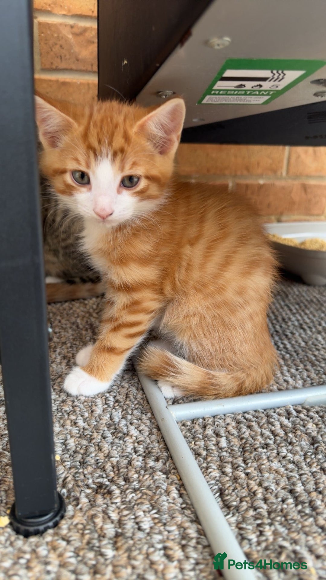 Mixed Breed cats for sale: Cute Kittens for Sale - Ginger, Grey and Black - Image 3