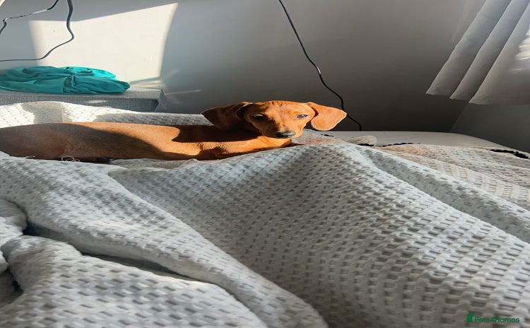 Dachshund dogs - Advert 1