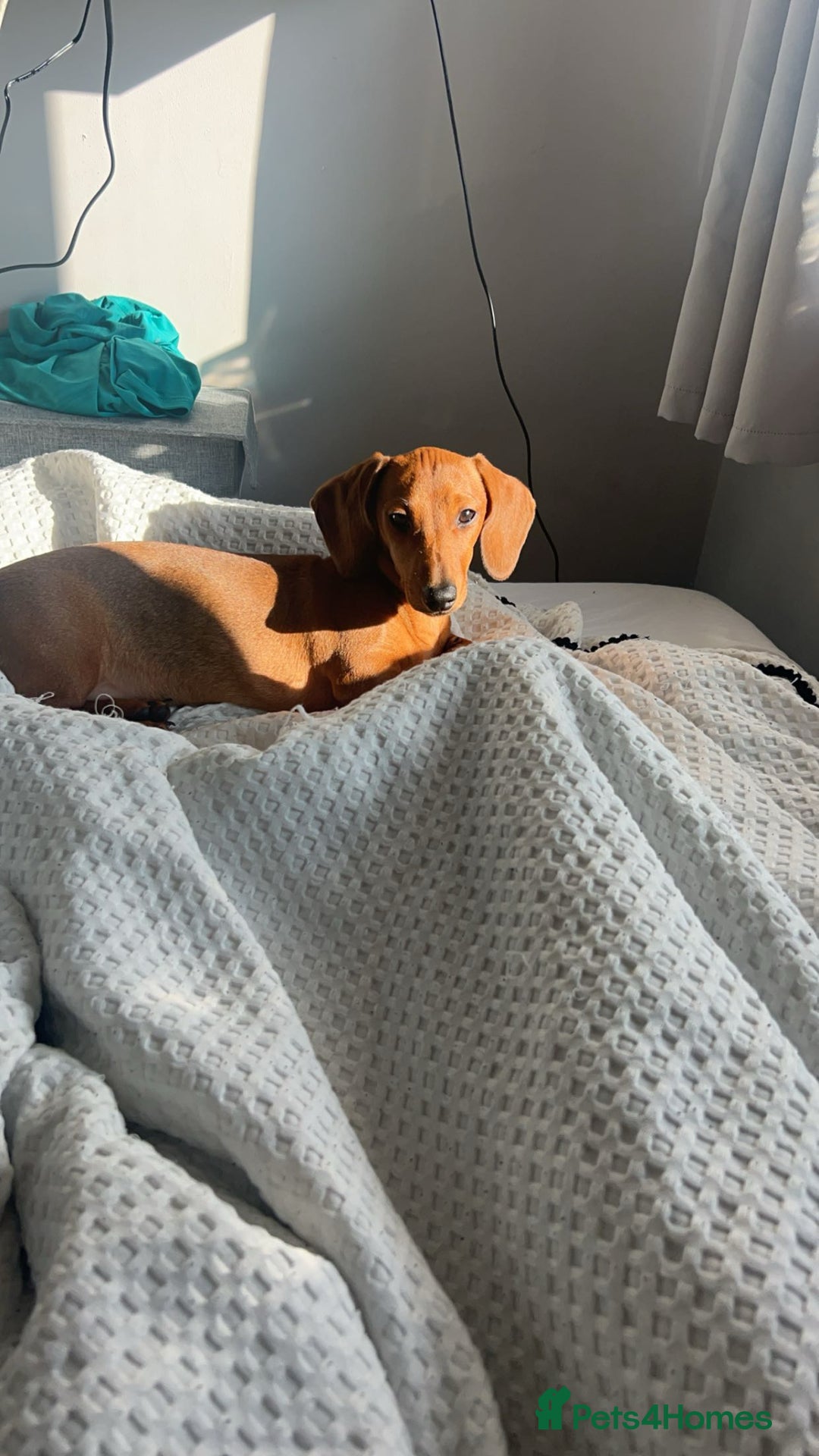 Dachshund dogs for stud: Red Miniature Dachshund for Stud - Image 1