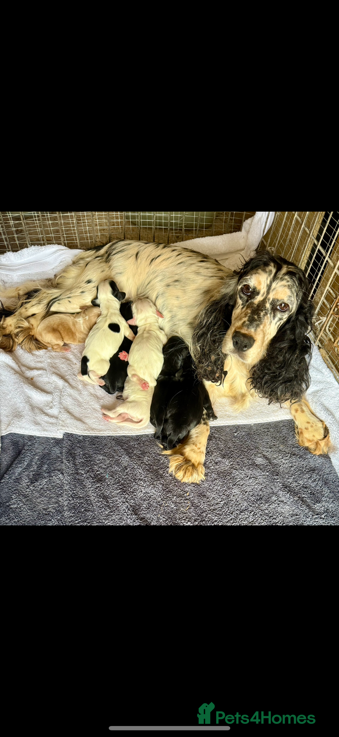 Cocker Spaniel dogs for sale: 6 stunning show type cocker spaniels  - Image 3
