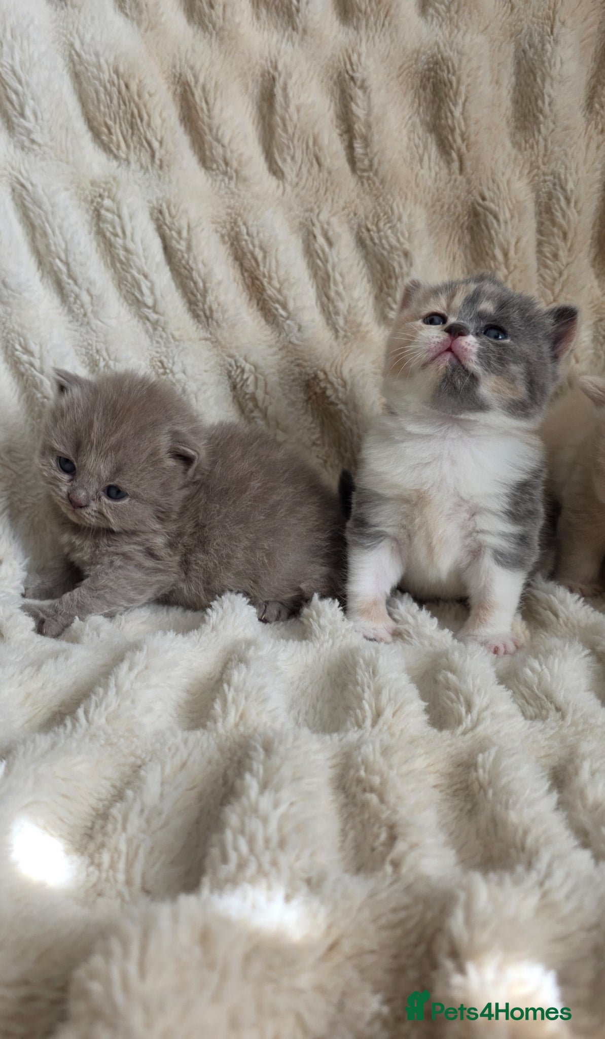 British Shorthair cats for sale: Beautiful champion GCCF British Shorthair Kittens  - Advert 13