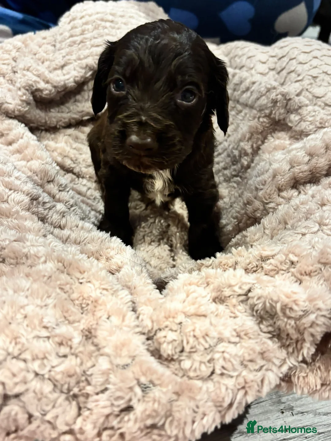 Cockapoo dogs for sale: Cockapoo cross spaniel  - Advert 13