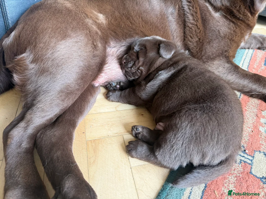 Labrador Retriever dogs for sale: Super Chunky Gorgeous George in Poulton-le-Fylde - Advert 14