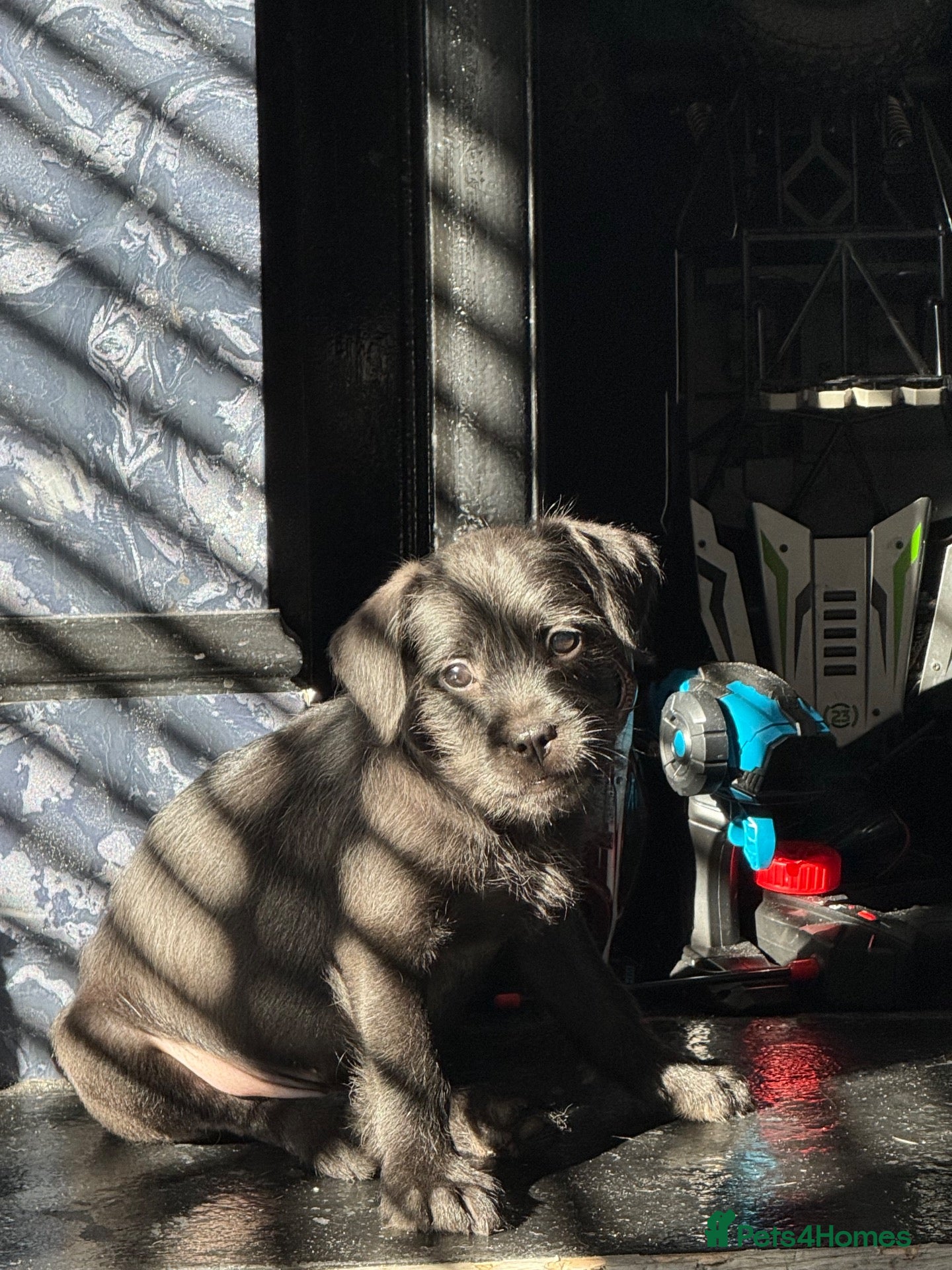 Mixed Breed dogs Ready Now LAST BOY French bulldog x cockapoo - Advert 1