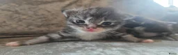 Maine Coon cats for sale: Maine Coon x Ragdoll - Advert 9