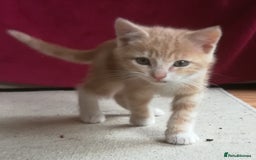 Mixed Breed cats for sale: CLEVER, BEAUTIFUL, KITTENS READY FOR FOREVER HOMES - Image 18