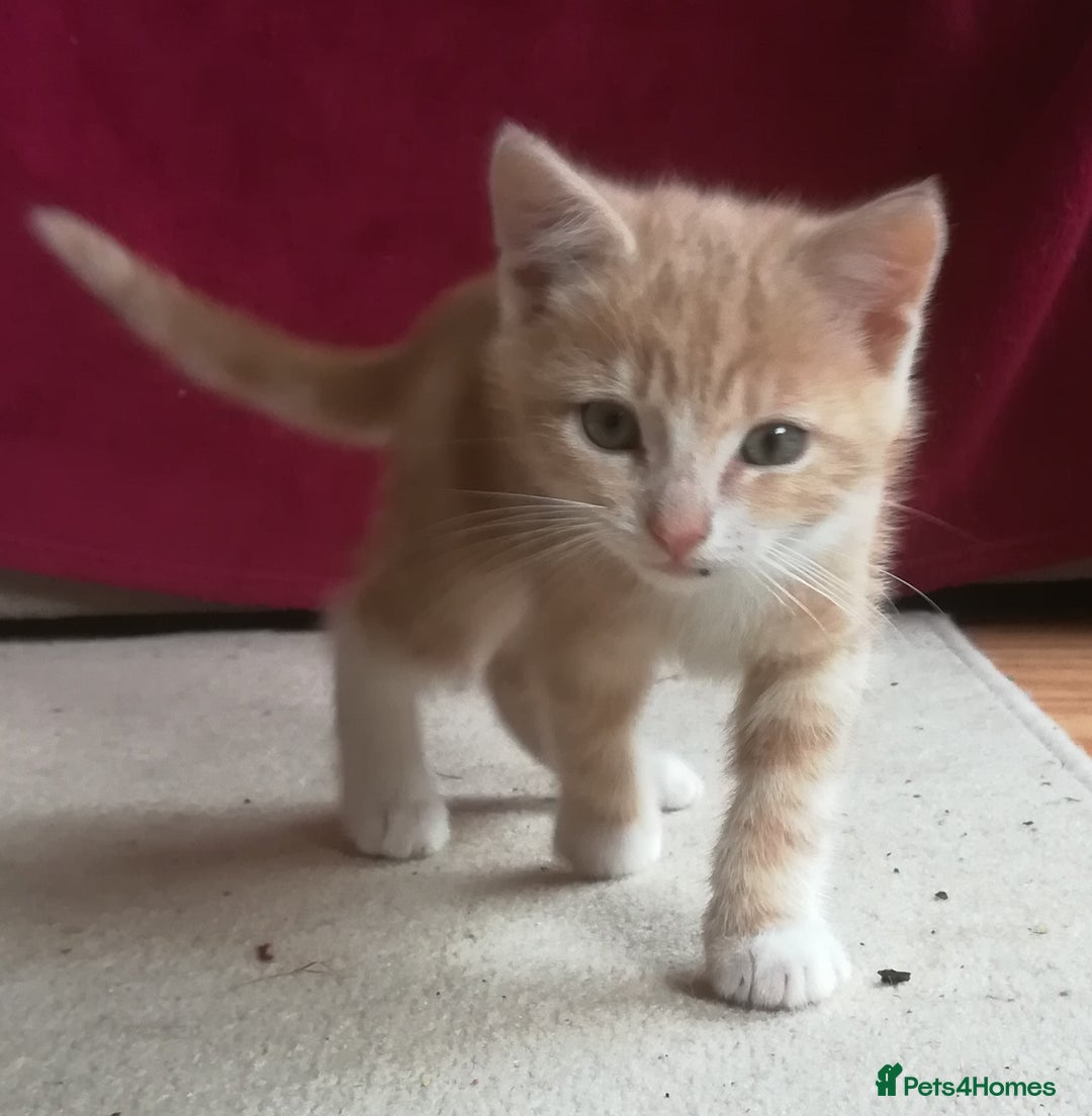 Mixed Breed cats for sale: CLEVER, BEAUTIFUL, KITTENS READY FOR FOREVER HOMES - Image 18