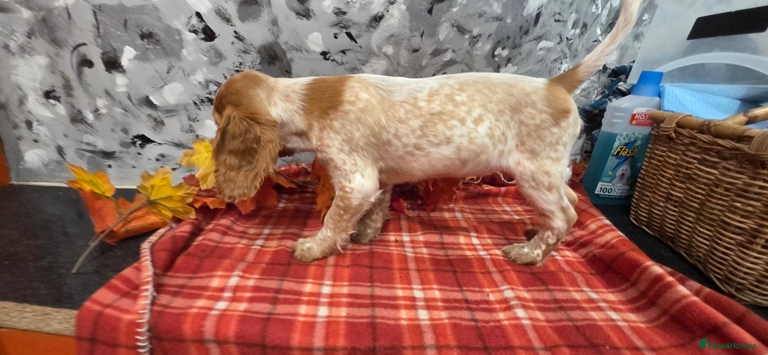 Cocker Spaniel dogs for sale: Working Cocker Spaniel  - Image 13