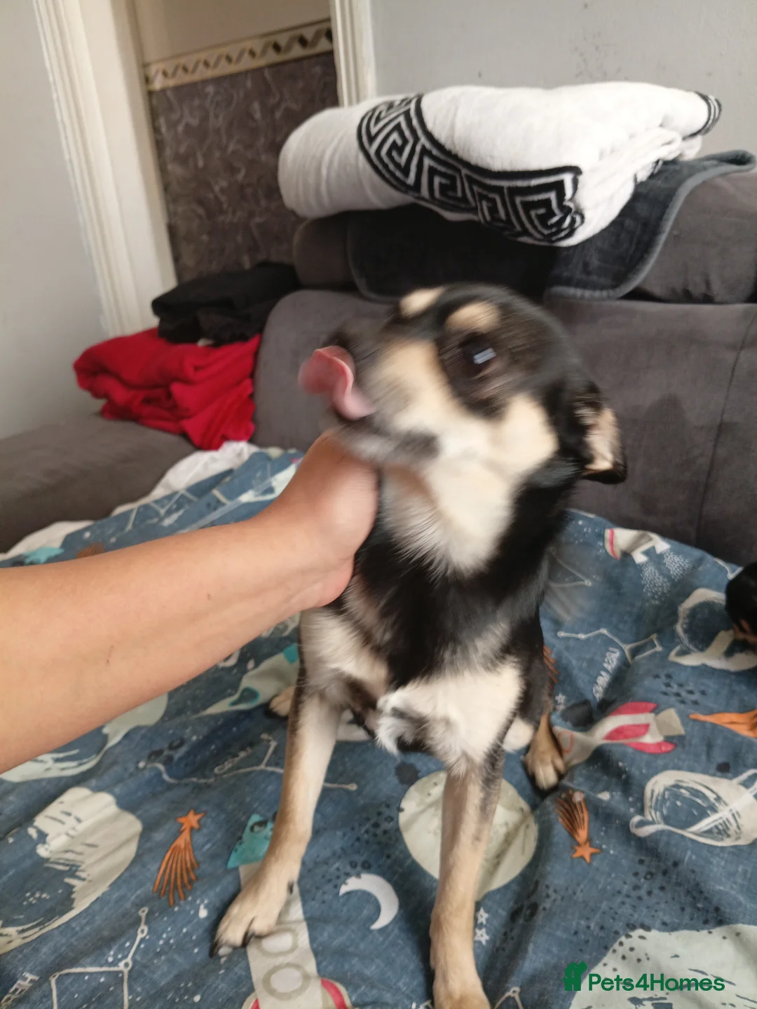 Chihuahua dogs for sale: Miss  - Advert 4