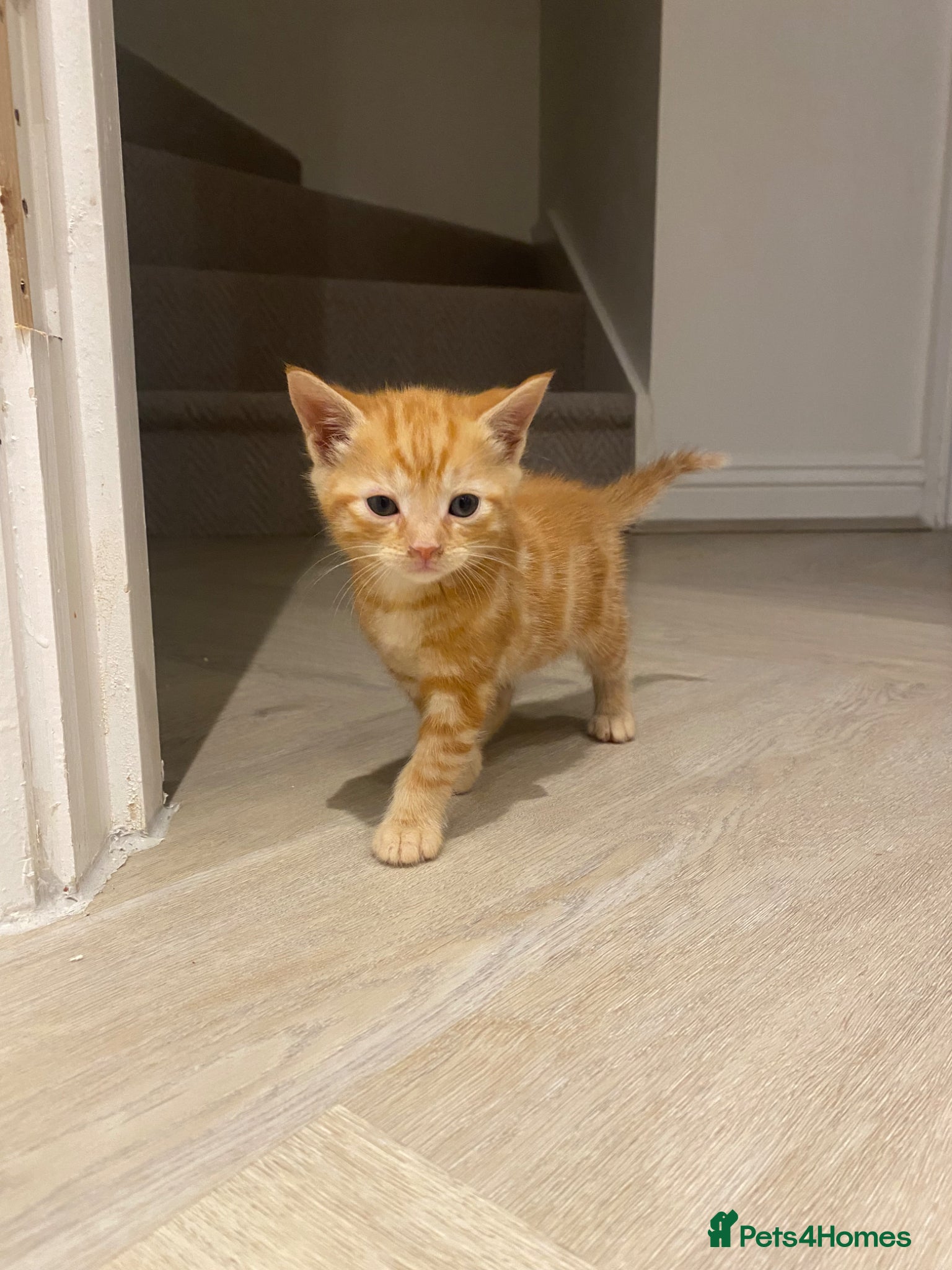 Domestic Shorthair cats Ginger Domestic Kitten  - Advert 1