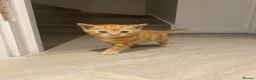Domestic Shorthair cats for sale: Ginger Domestic Kitten  - Advert 1