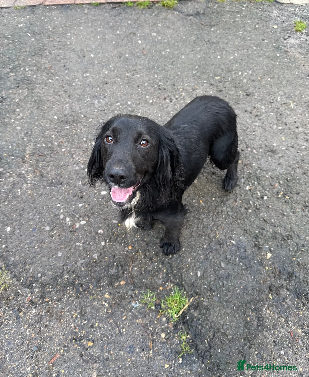 Cocker Spaniel dogs for sale: Ready to leave now! Cocker spaniel puppies  - Advert 9