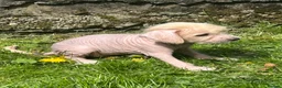 Mixed Breed dogs for sale: Chinese crested cross cocker spaniel in Abergavenny - Advert 4