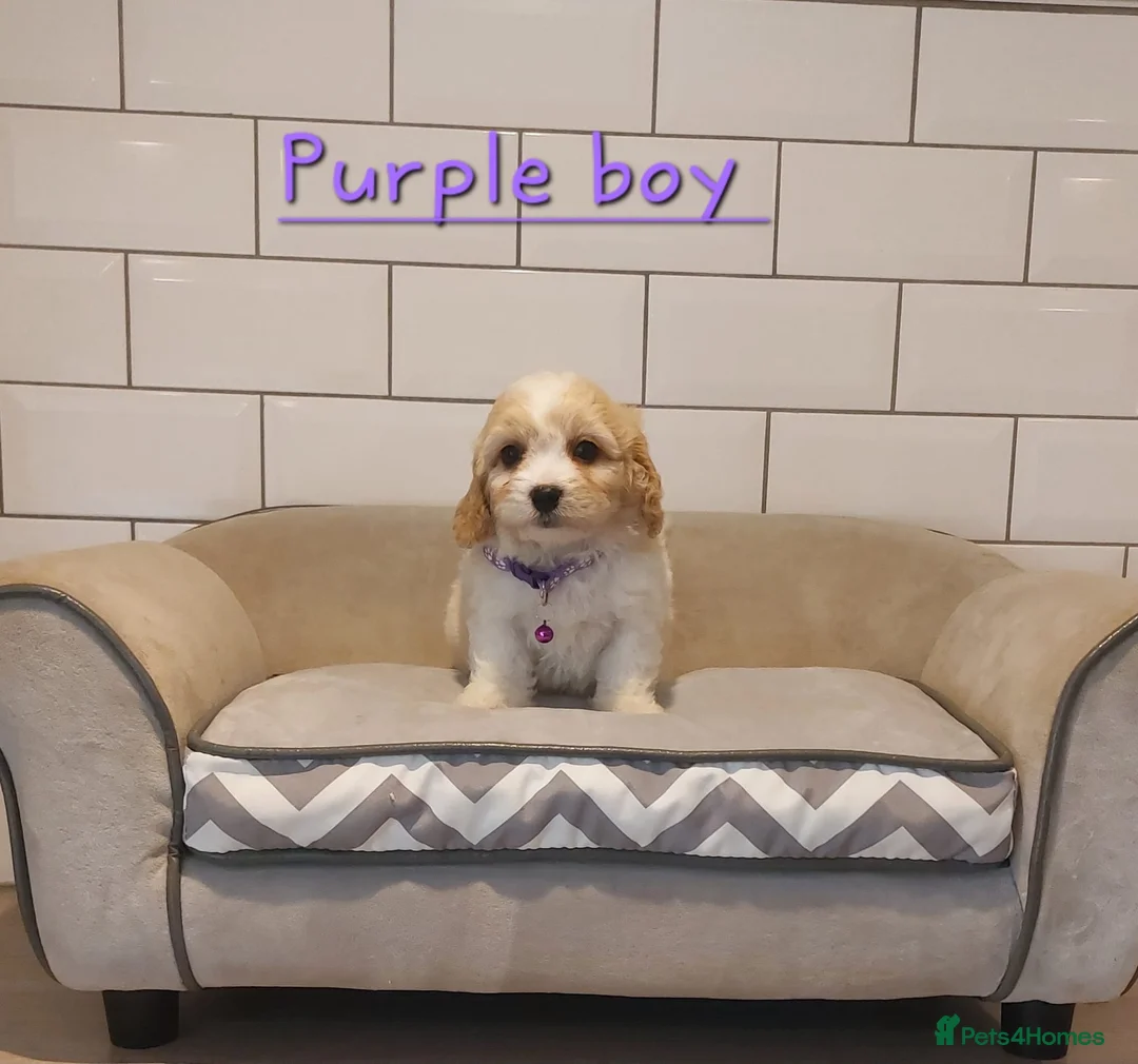 Cavachon dogs for sale: F1 Cavachon puppies - Advert 6