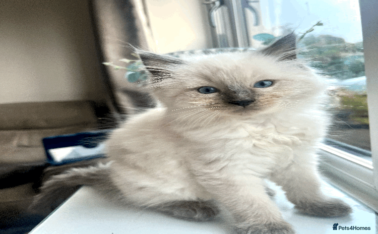 Ragdoll cats - Advert 10