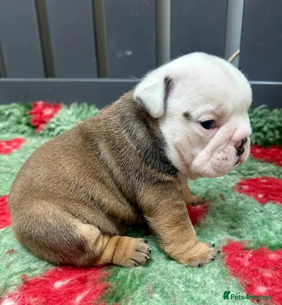 English Bulldog dogs for sale: Beautiful English Bulldog Puppies Available in Manchester - Advert 7