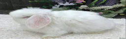 Mini Lop rabbits for sale: Mini lop buck - Advert 7