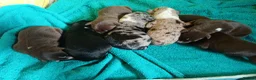 Border Collie dogs for sale: Border collie pups - Advert 6