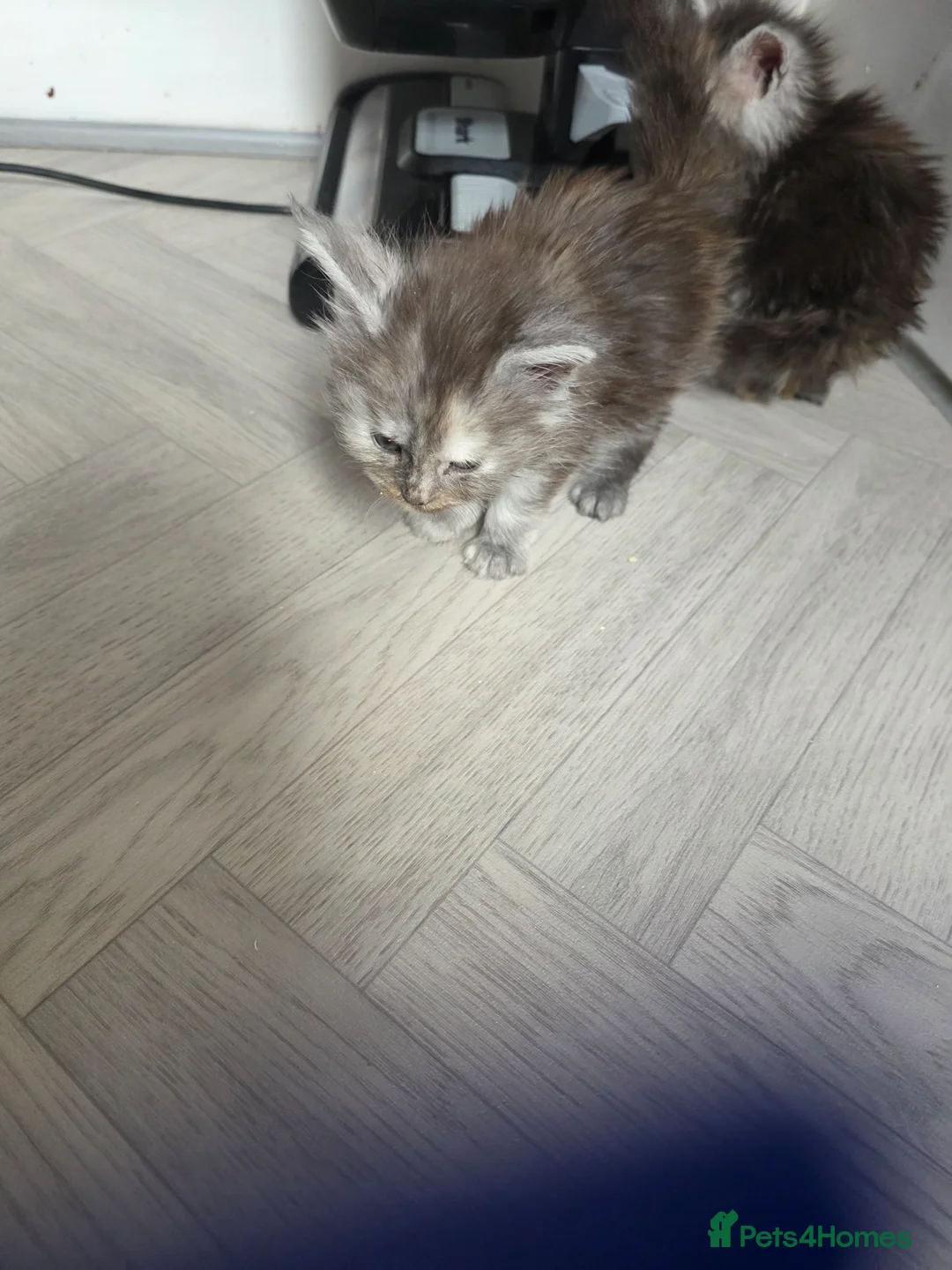 Maine Coon cats for sale: STUNNING MAINE COON KITTENS  - Advert 12