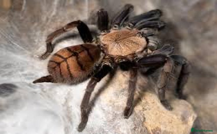 Spiders invertebrates - Advert 1