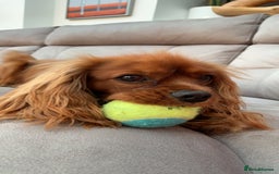Cavalier King Charles Spaniel dogs for stud: Ruby Cavalier King Charles Spaniel for Stud duties - Image 6