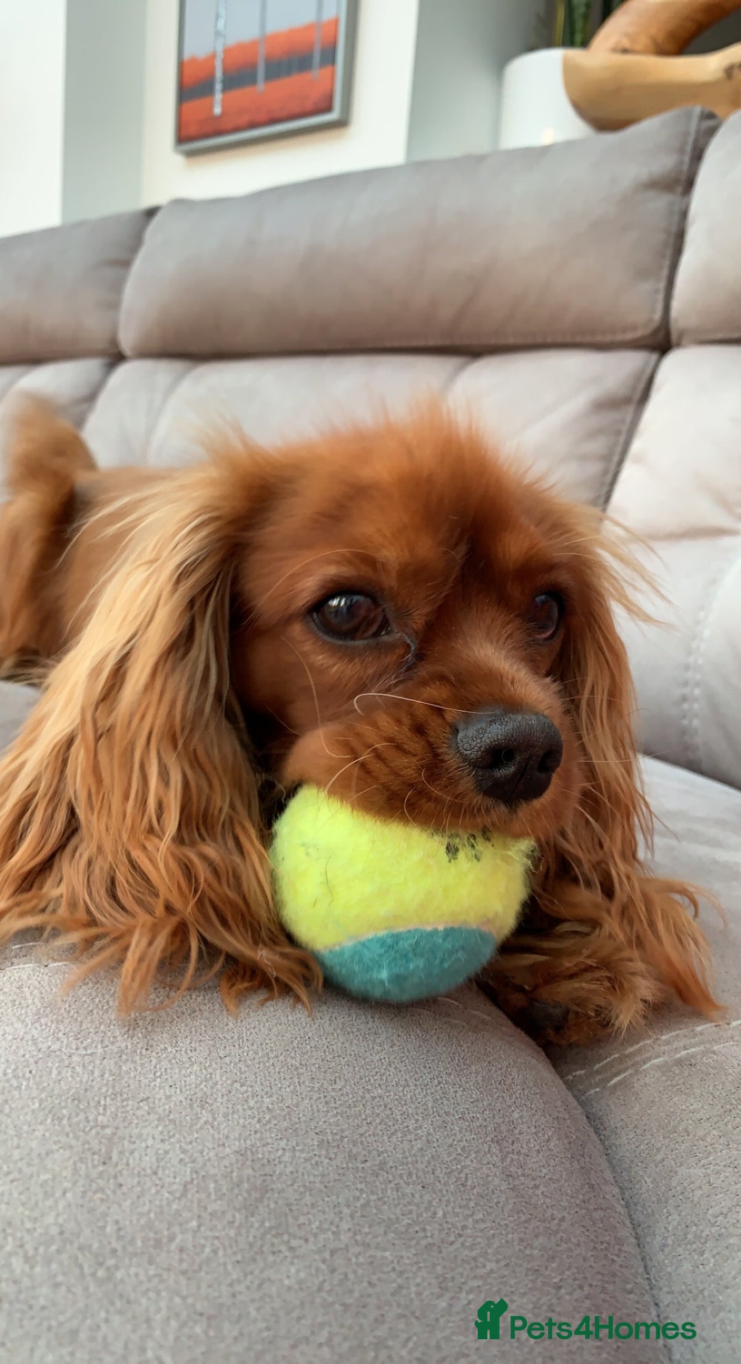 Cavalier King Charles Spaniel dogs for stud: Ruby Cavalier King Charles Spaniel for Stud duties - Image 6