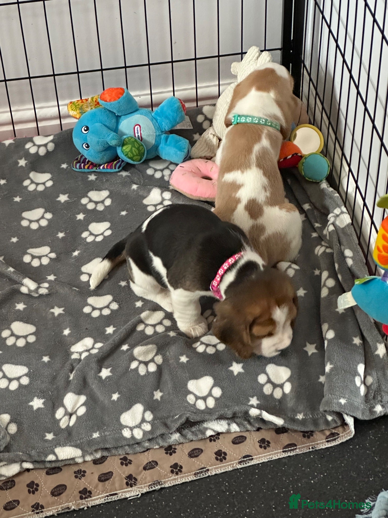 Beagle dogs ⭐️Exquisite KC Registered  male  left⭐️🐾 - Advert 2