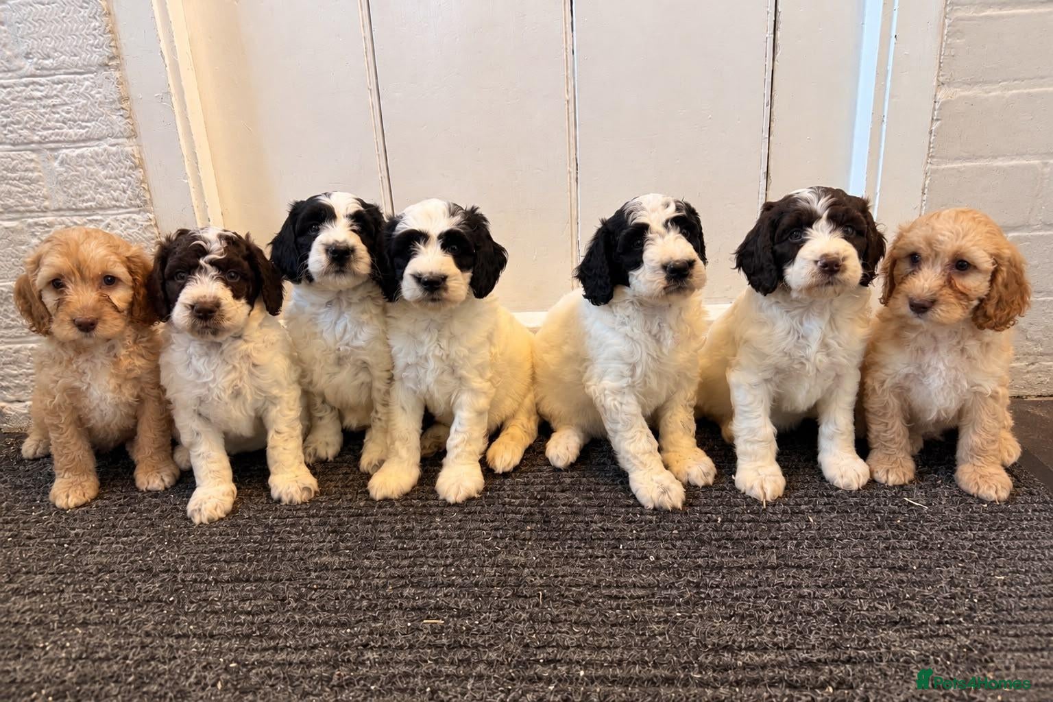 Cockapoo dogs Ready to leave. 7 beutiful cockerpoo's  - Advert 1