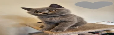 British Shorthair Kitten 4