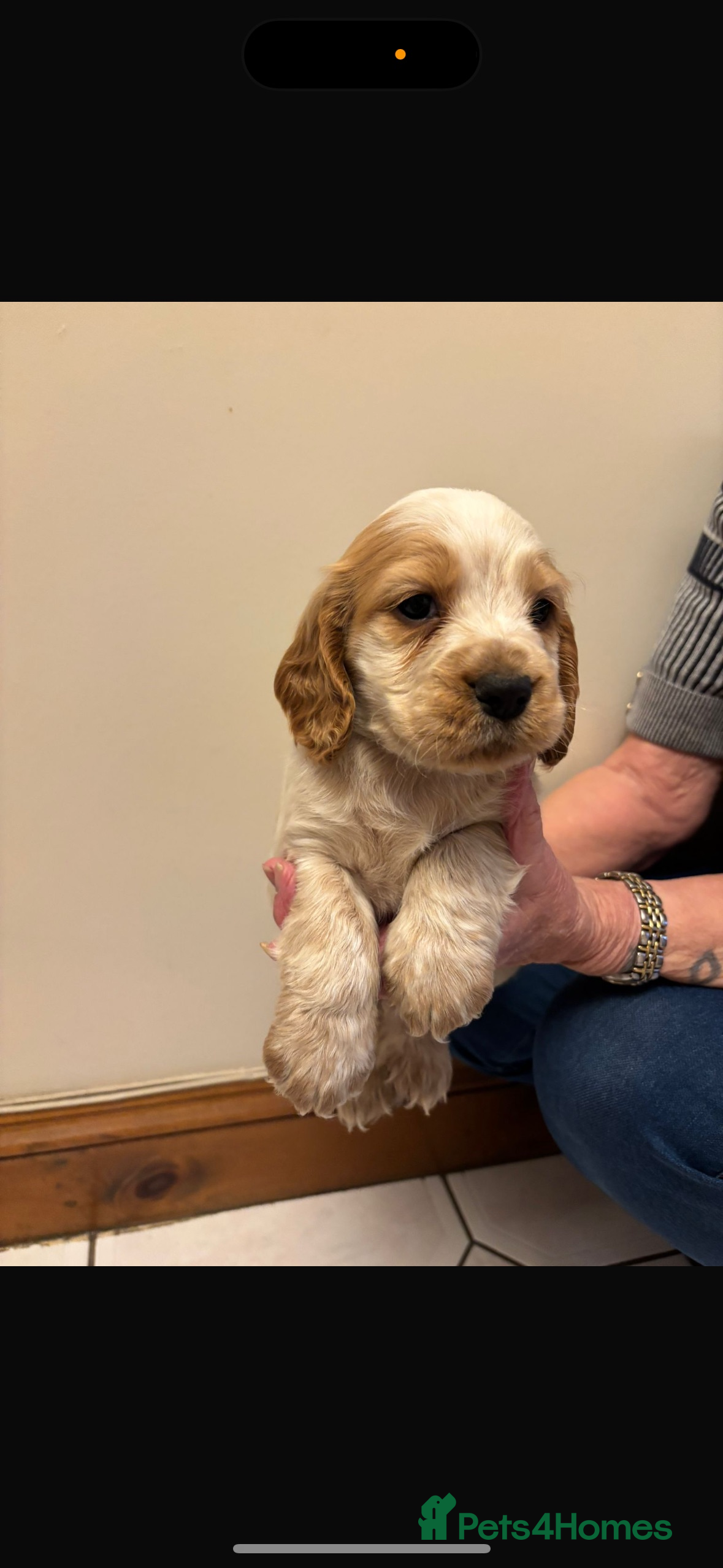 Cocker Spaniel dogs KC reg cocker spaniels  - Advert 5