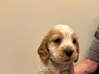 Cocker Spaniel dogs KC reg cocker spaniels - Advert 4