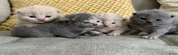 British Shorthair cats for sale: British shorthair kittens.  - Advert 5