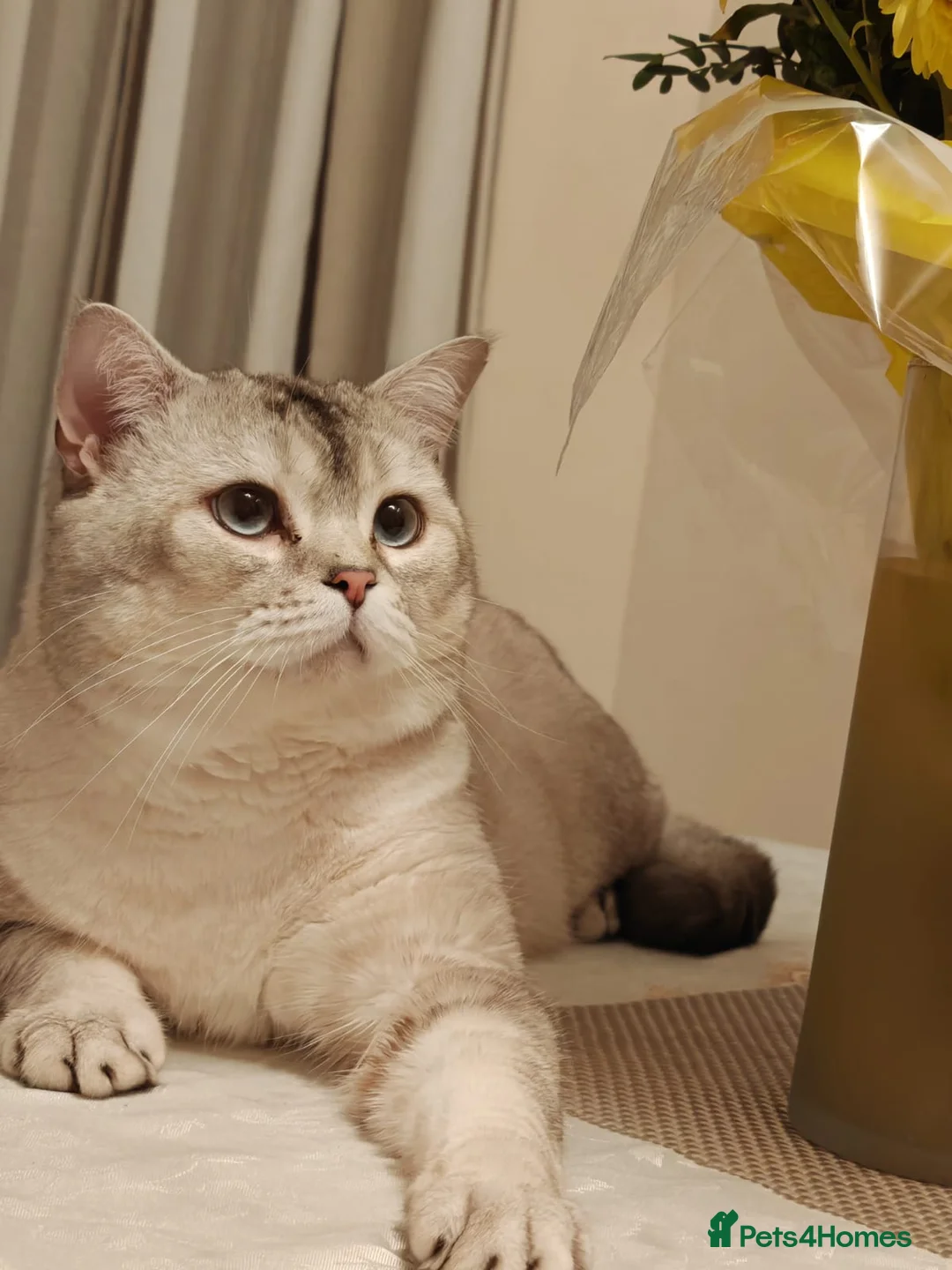Scottish Fold cats for stud: Scottish Fold straight ears for STUD in Dartford - Advert 5