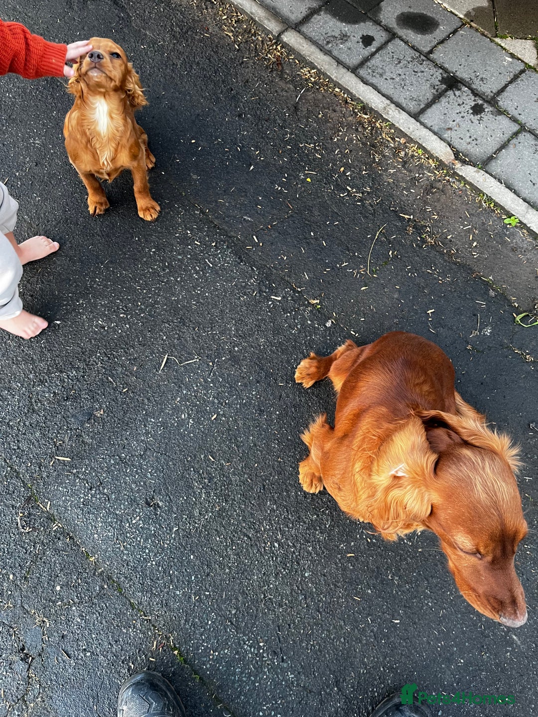 Cocker Spaniel dogs for sale: Male working cocker - Advert 2