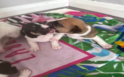 Jack Russell dogs for sale: 3 boys 1 girl - Image 2