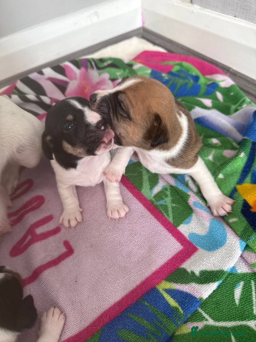 Jack Russell dogs for sale: 3 boys 1 girl - Image 2