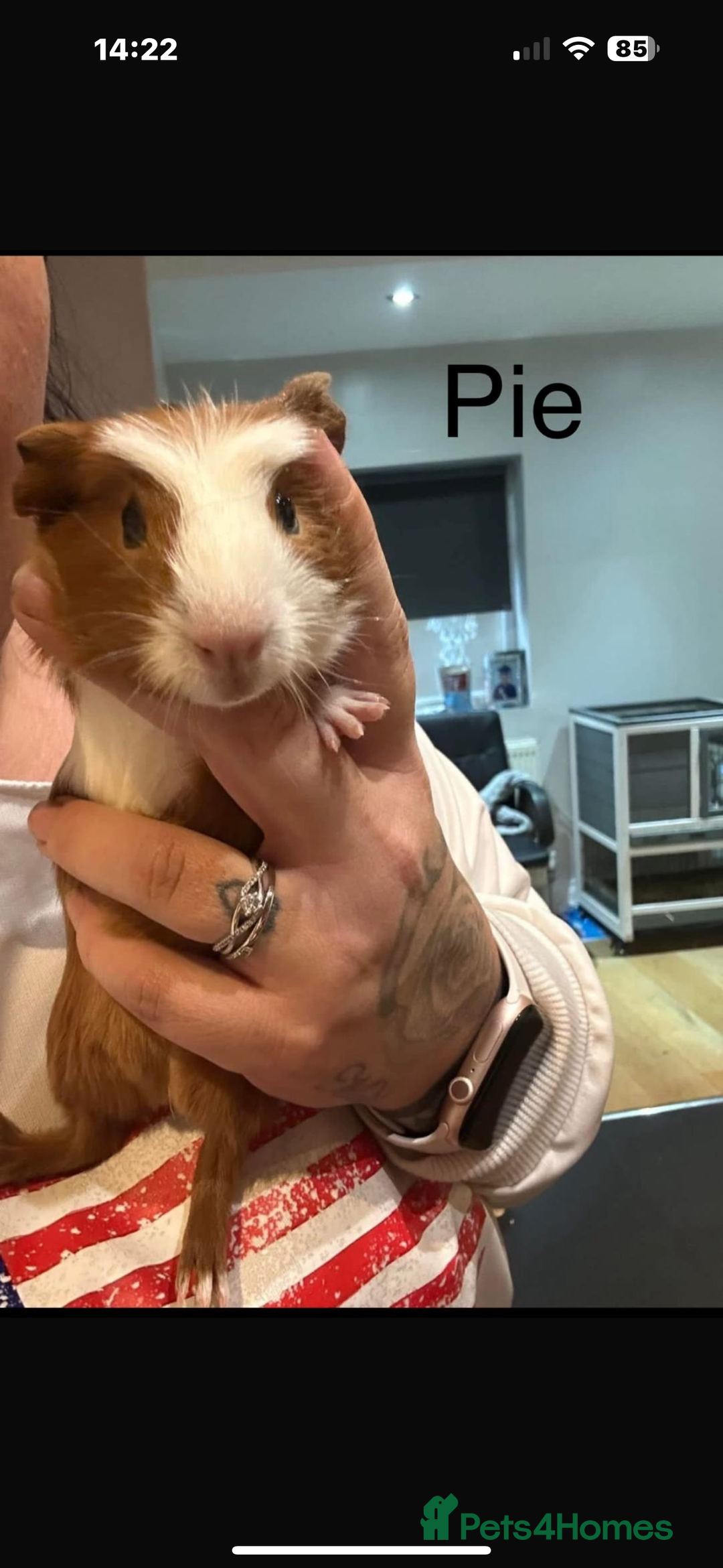 Guinea Pig rodents for sale: Guinea pigs - Advert 5