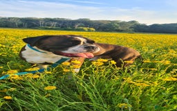 Boxer dogs for stud: New UK. Boxer Champion Bloodlines   - Image 1