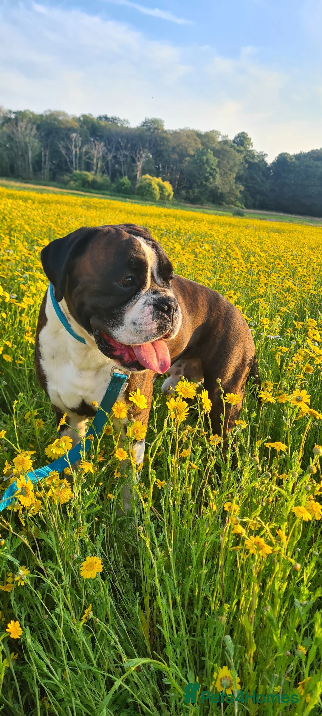 Boxer dogs for stud: New UK. Boxer Champion Bloodlines   - Advert 5