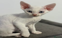 Devon Rex cats for sale: ❤️2 male Devon rex available 😻 - Image 2