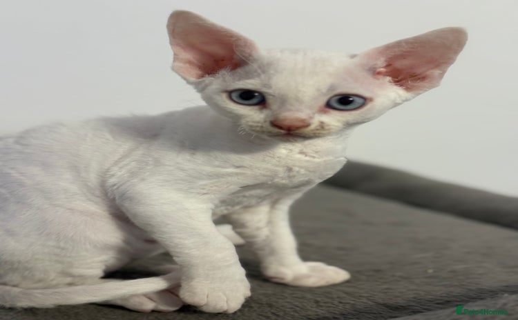 Devon Rex cats - Advert 1