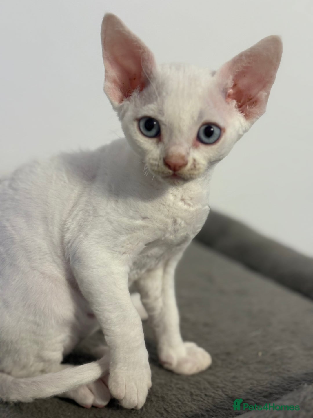 Devon Rex cats for sale: ❤️2 male Devon rex available 😻 - Image 2