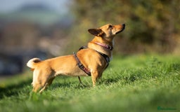 Mixed Breed dogs for adoption: Beautiful Maya is looking for her forever family  - Advert 9