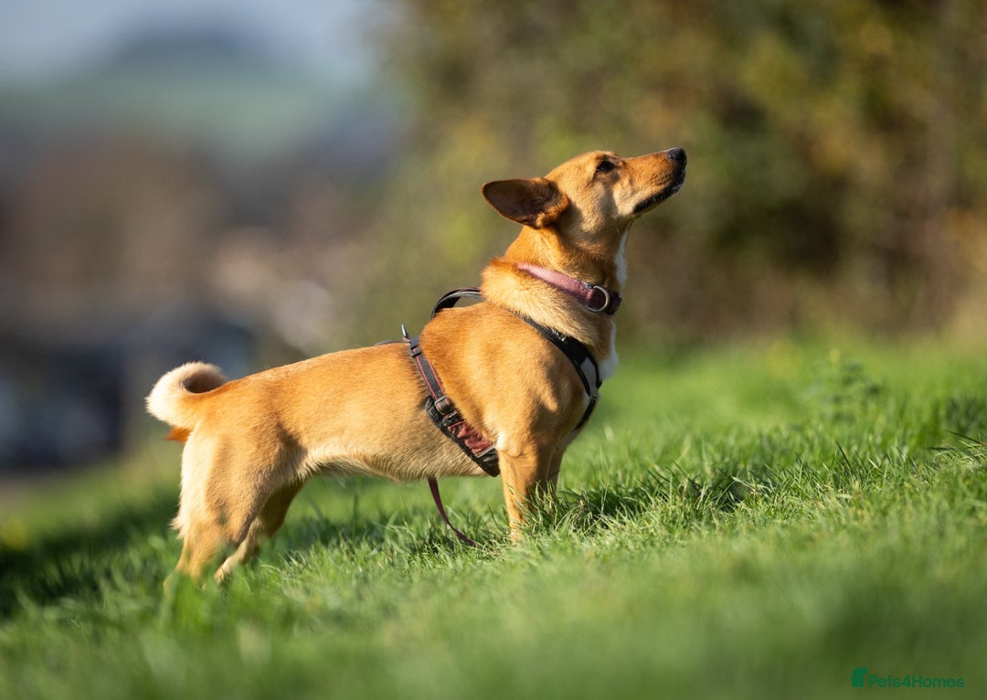 Mixed Breed dogs for adoption: Beautiful Maya is looking for her forever family  - Advert 9