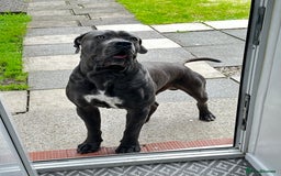 Cane Corso dogs for stud: Cane corso looking for a lover  - Image 1