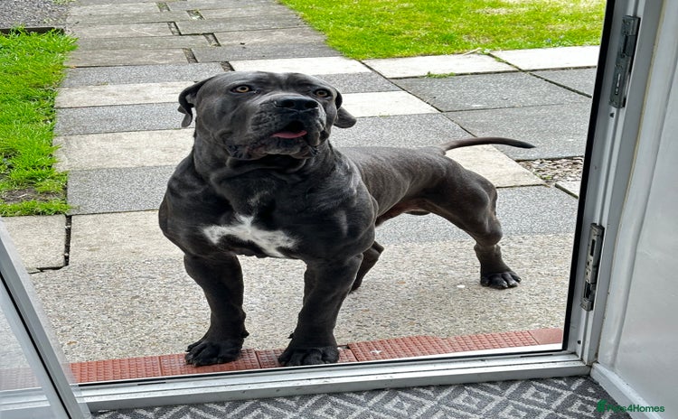 Cane Corso dogs - Advert 1