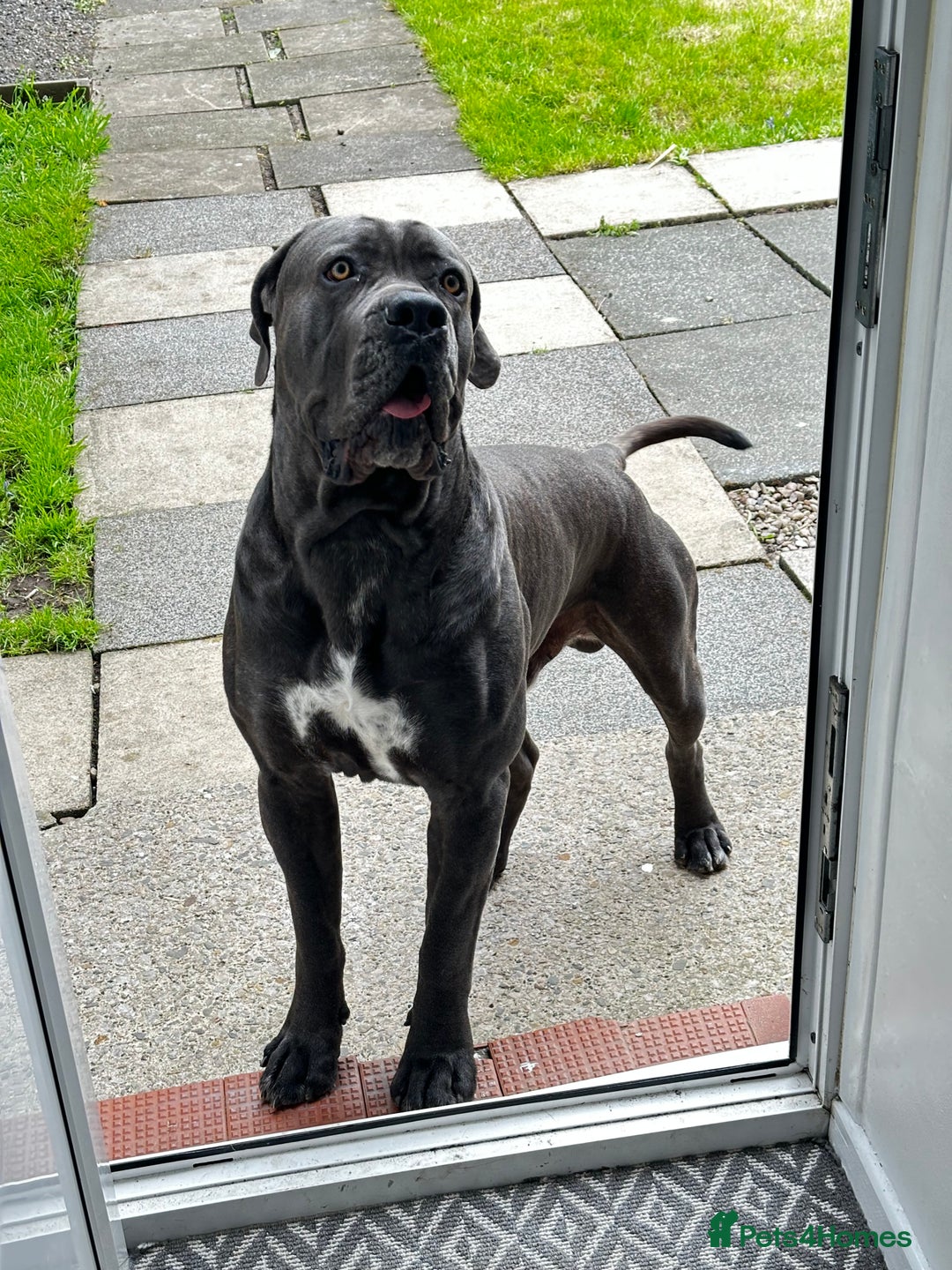 Cane Corso dogs for stud: Cane corso looking for a lover  - Image 1
