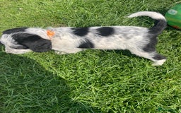 Mixed Breed dogs for sale: Last girl Ready to go Rare Dalmadoodle puppies 🏡 - Image 18